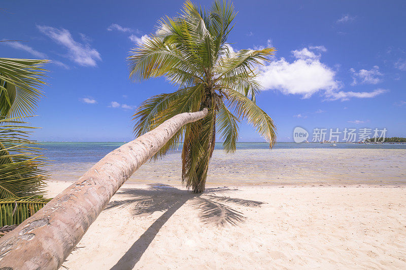 加勒比海Punta Cana - Saona岛的田园诗般的热带棕榈树海滩